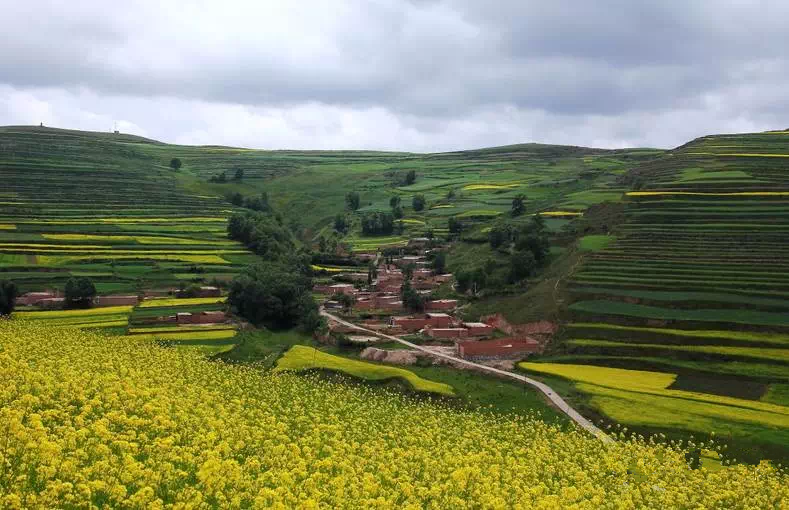 甘南州将启动绿色旅游长廊及万亩油菜花观赏带建设